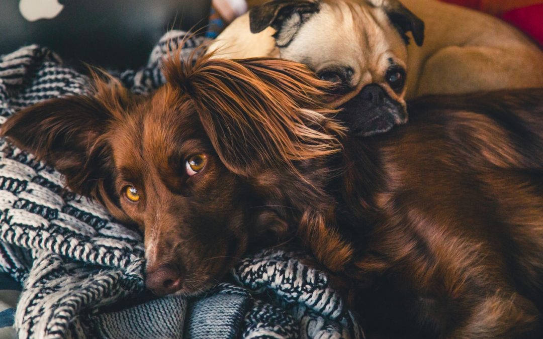 Check out the pros and cons of getting another dog.
