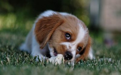 Here are six things you absolutely have to know before owning a puppy…