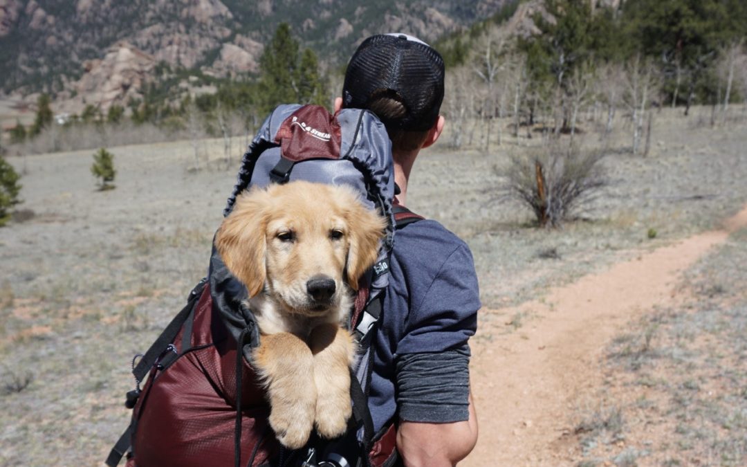 Read 7 ways to have more fun while walking your dog!