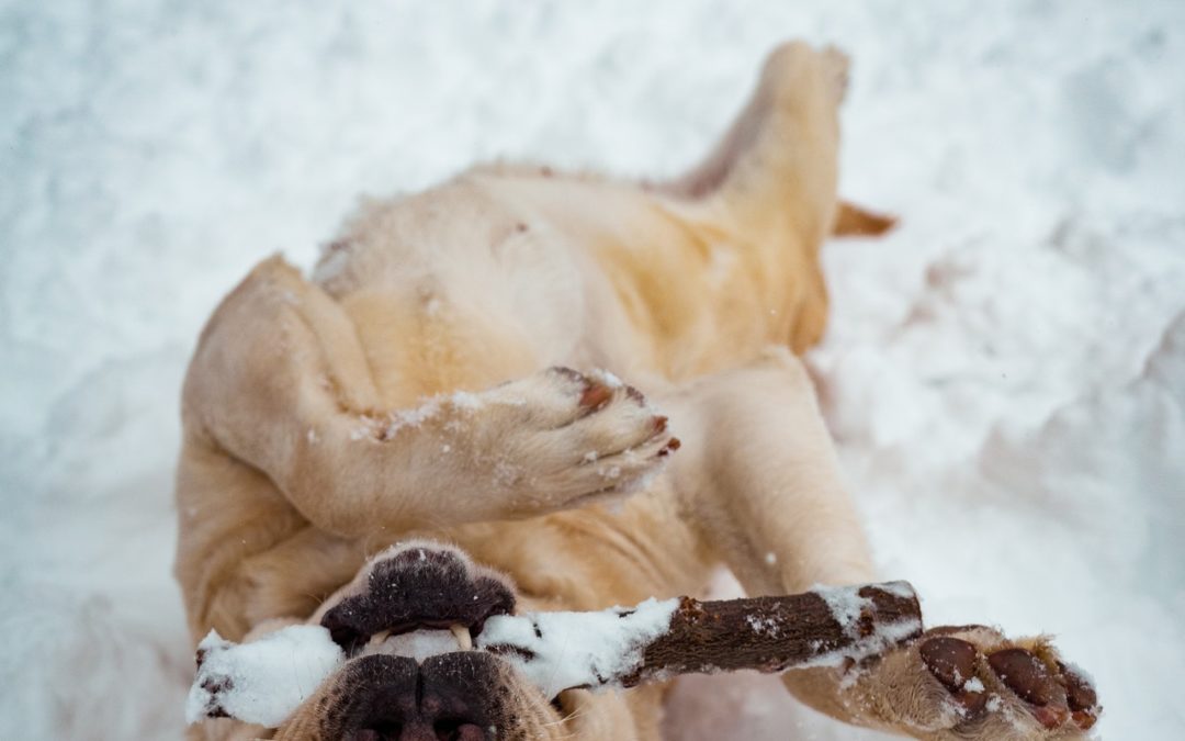 Our furry friends still like to spend time outside during the colder winter months, but do they need protective clothing such as sweaters and coats?