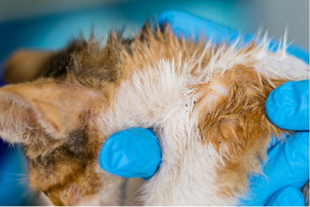 close up of cat showing flea infestation