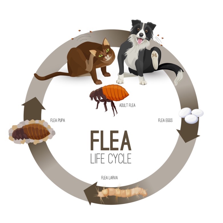 diagram showing flea life cycle