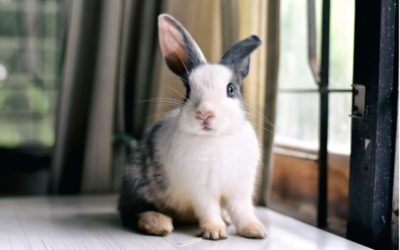 A Deadly Virus for Rabbits – RHD