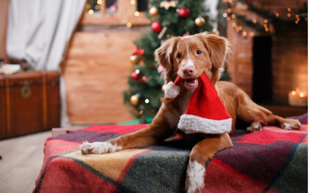 Celebrate Christmas with Your Pets