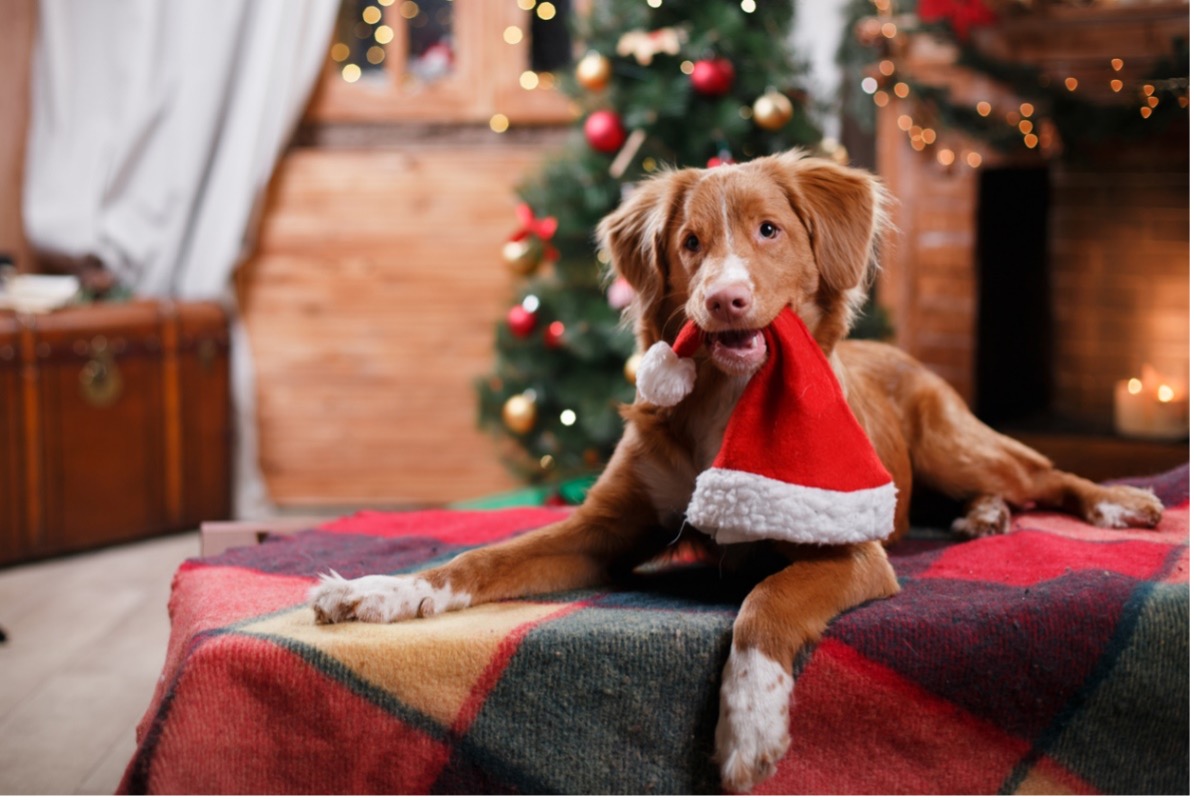dog lying on a blanket with a santa hat in its mouth, celebrate christmas with your pets
