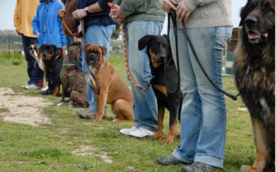 Dog Training – New Beginnings for Young and Old Dogs