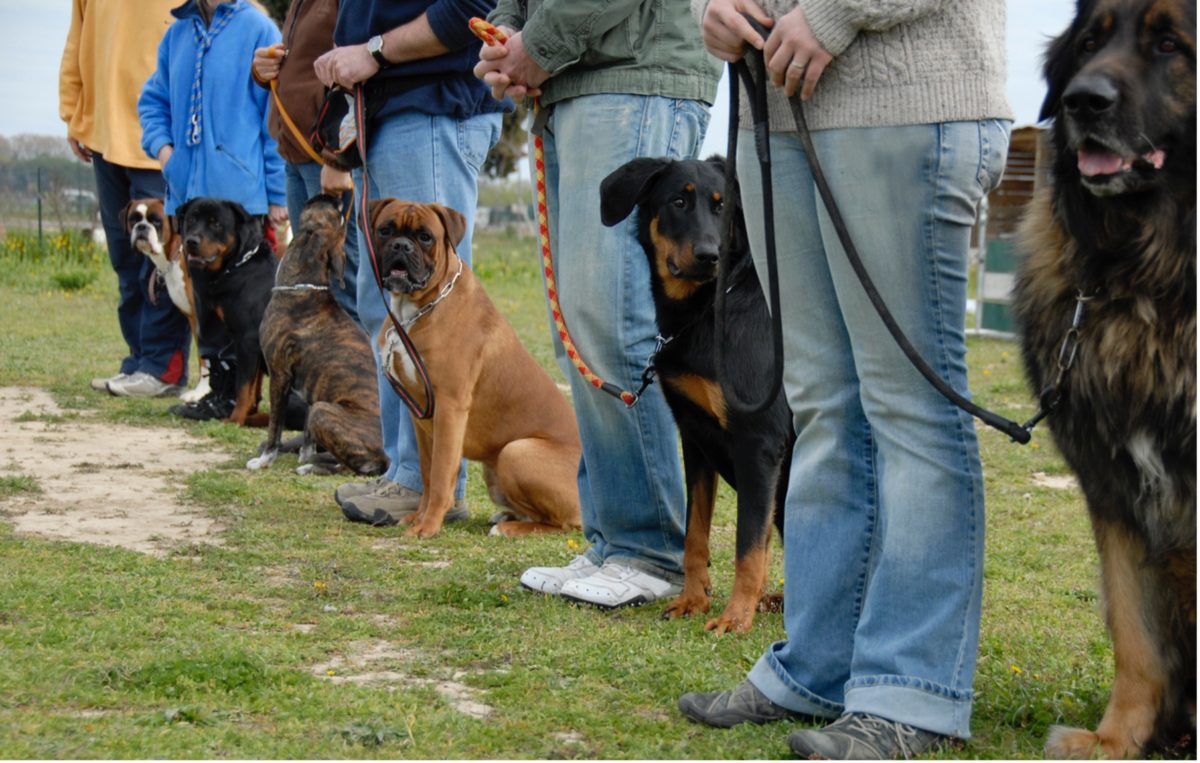 line of owners and dogs at obedience school, dog training