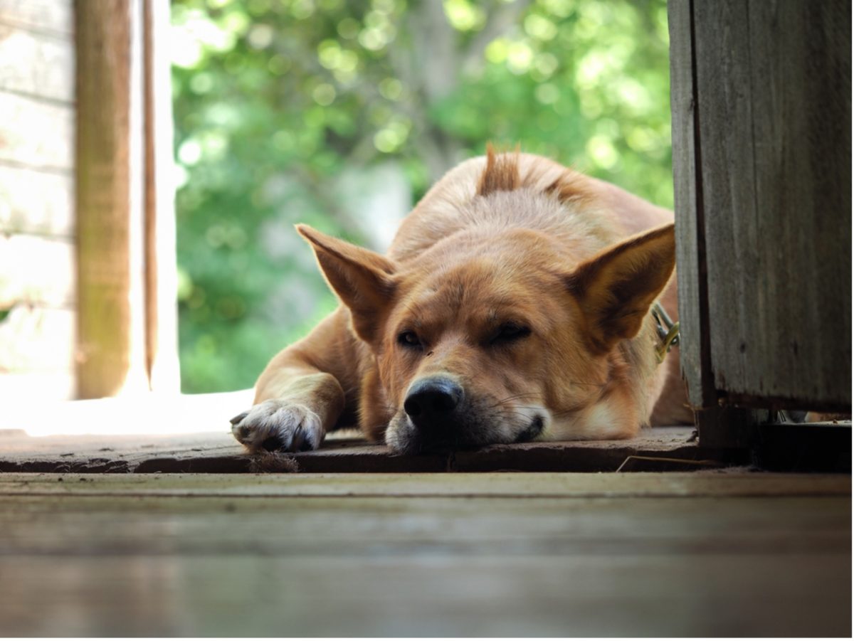 A picture containing dog, brown, looking, window, heartworm prevention