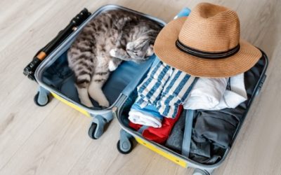 10 Summer Travel Tips for Your Pets