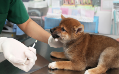 VACCINATIONS AT CINEMA VETERINARY CENTRE