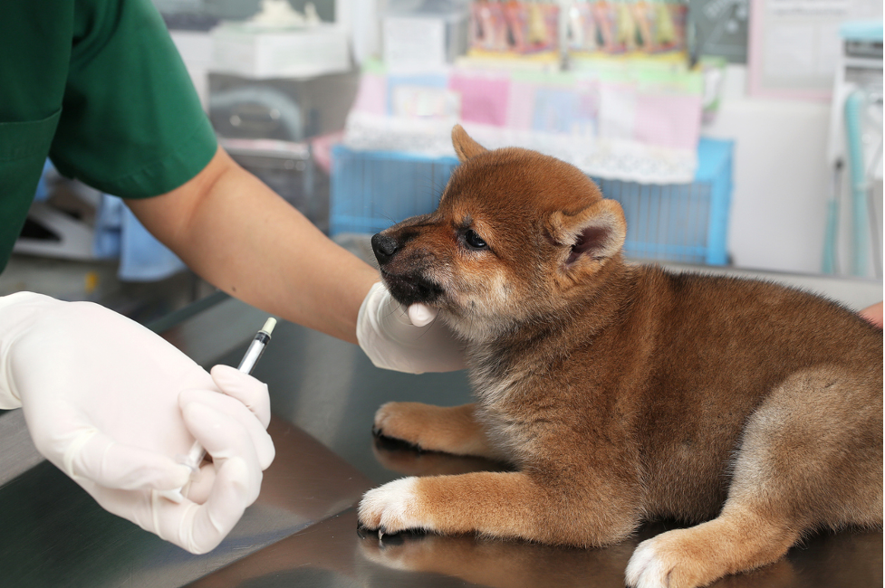 Vet giving an vaccination injection to a young puppy