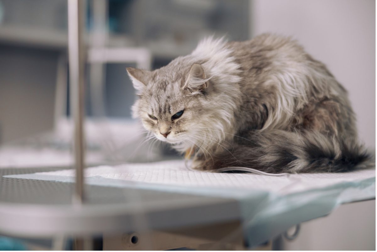 Cat on table, pet in pain