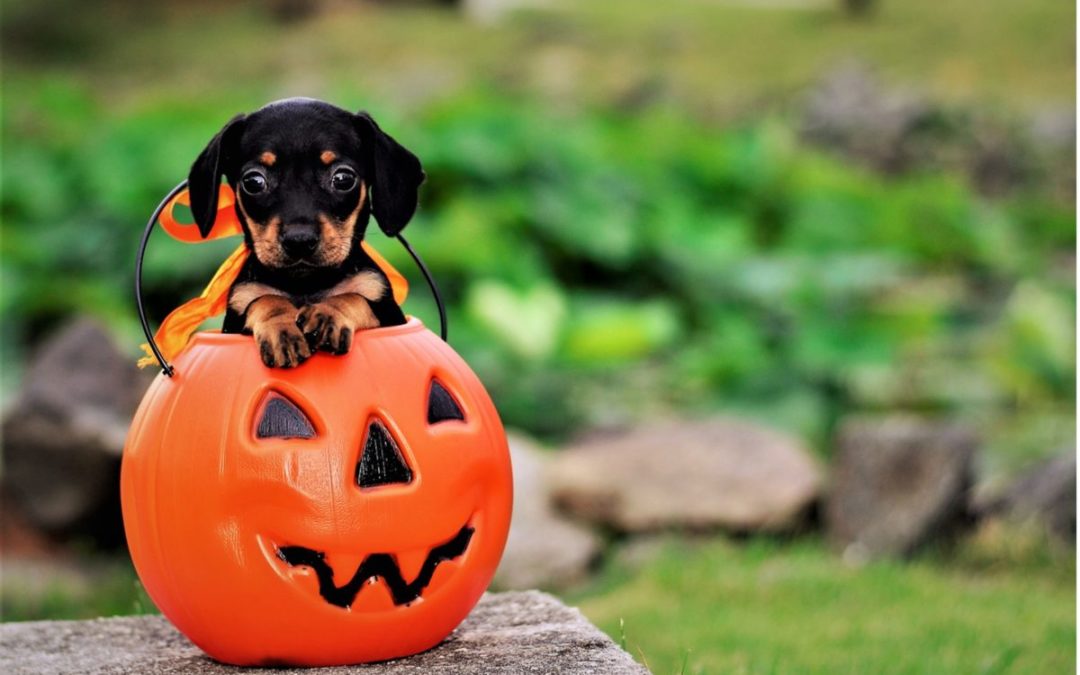 Keep Your Pets Safe for Halloween