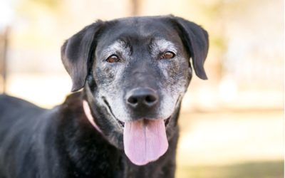 Caring for Your Senior Pet