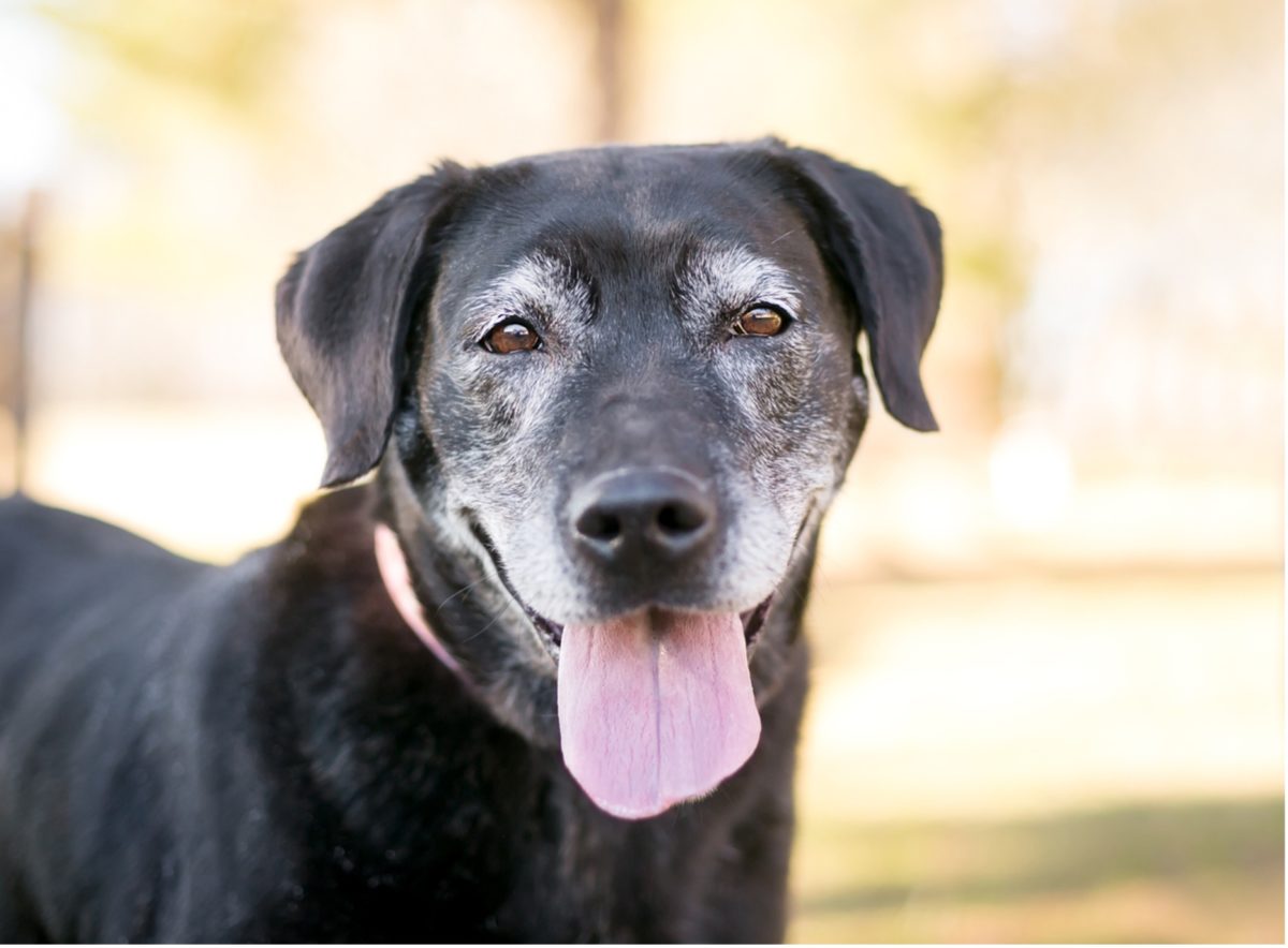 A black dog with its tongue out, senior pet