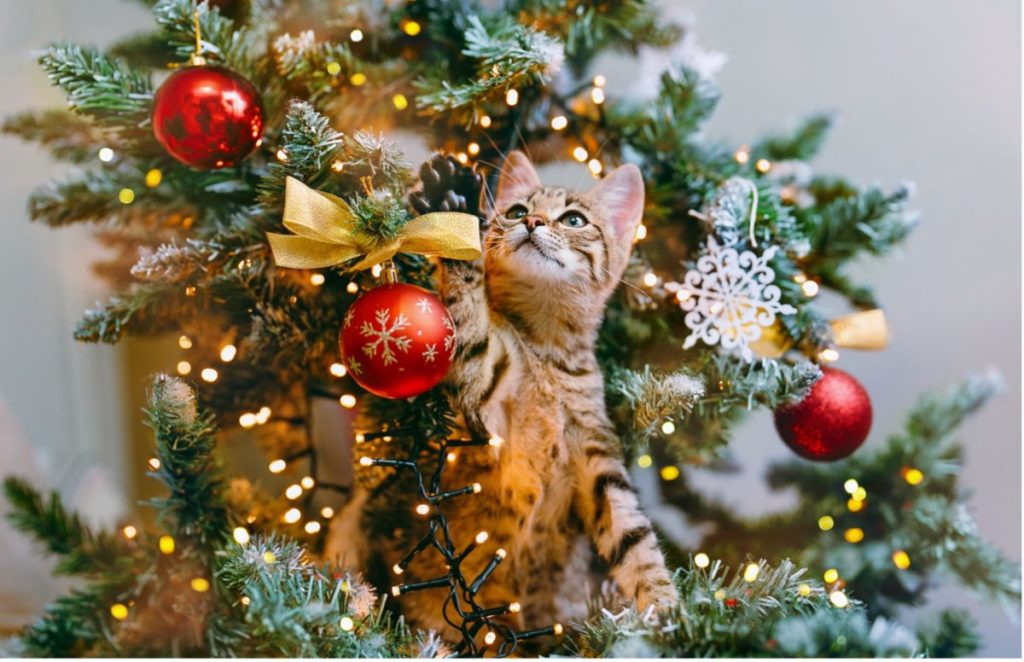 A cat in a christmas tree
