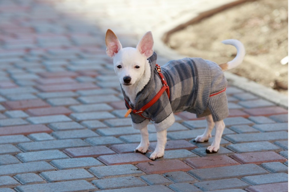 A dog wearing a vest
