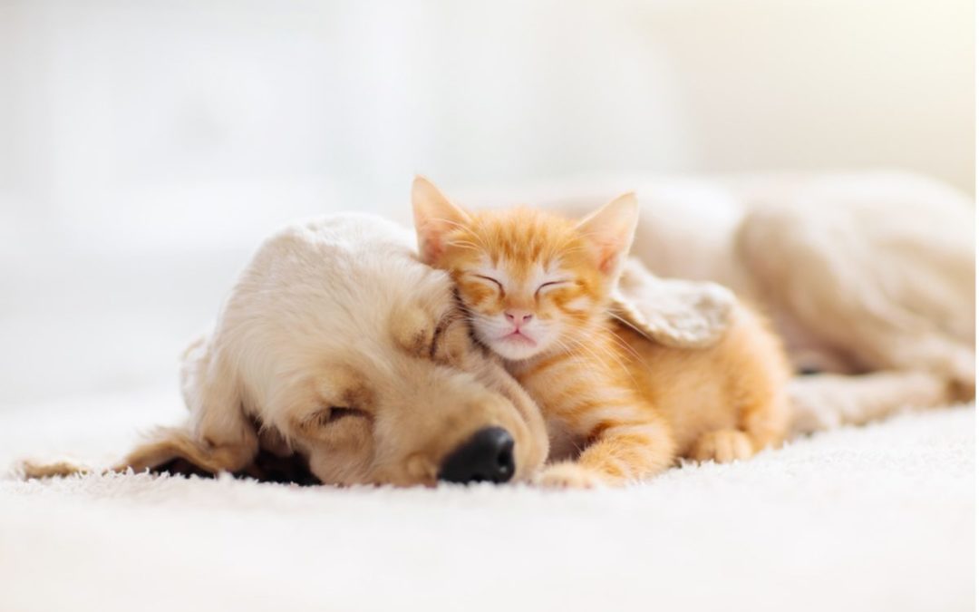 8 Essential Steps to Properly Care for a New Pet