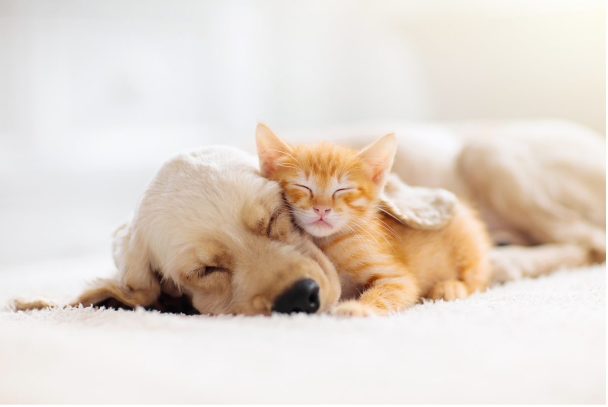 A picture containing kitten and puppy snuggled together, indoor, mammal
