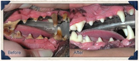 before and after pictures of professional dental cleaning on a dog
