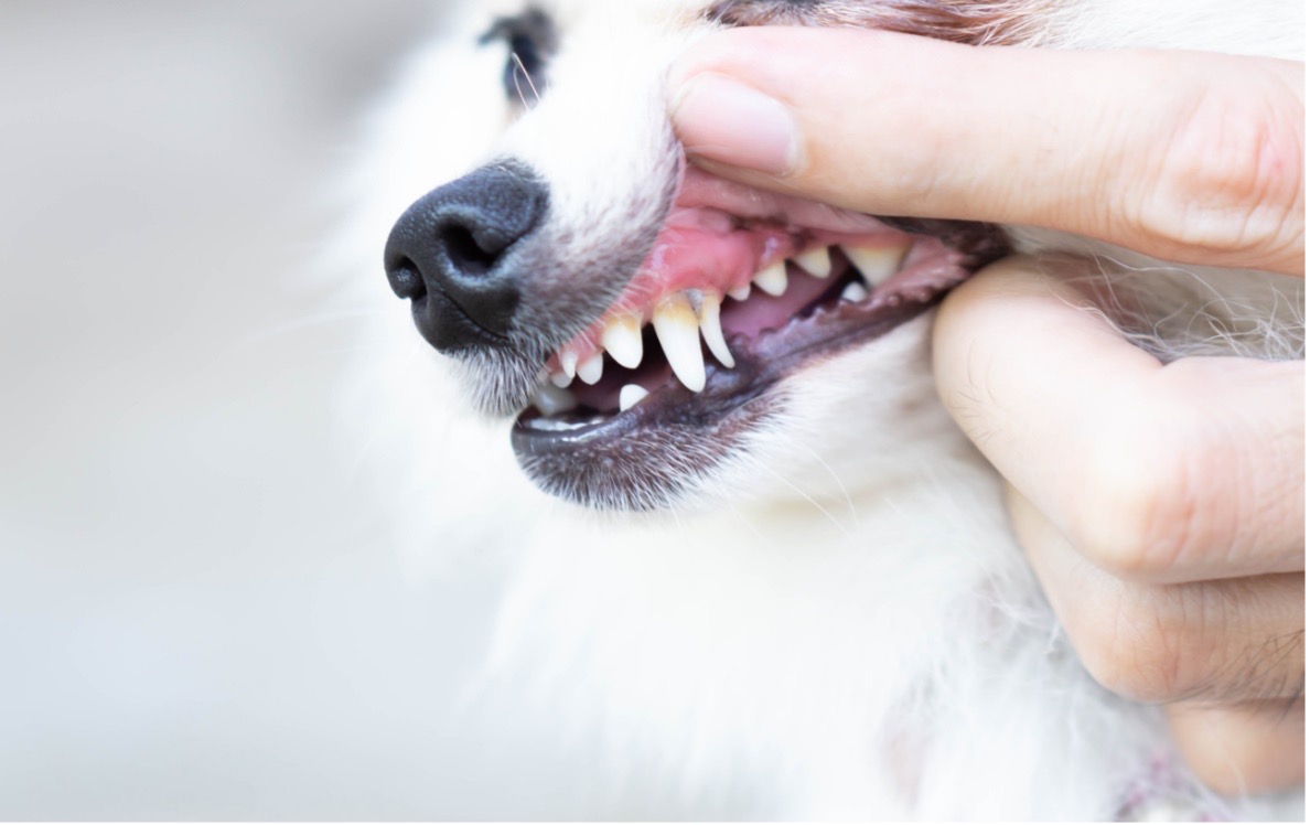 person inspecting a dog's teeth
