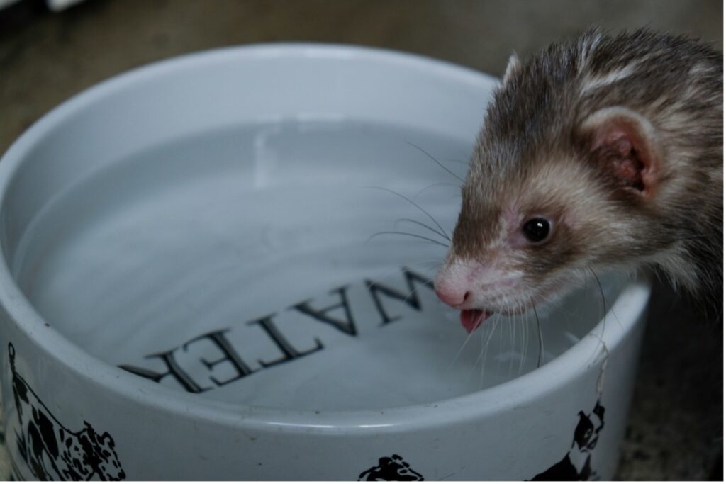 A ferret drinking water from a bowl