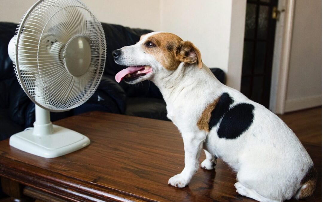 Hot Weather Safety for Pets:  What You Need to Know