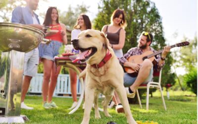Summer Safety for Pets