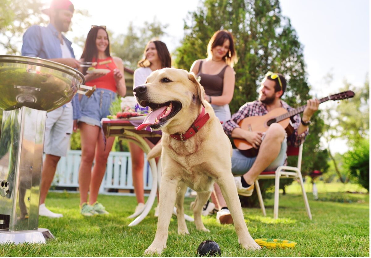 A picture containing outdoor, grass, dog, person, Summer Safety for Pets