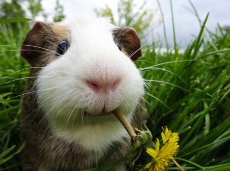 A guinea pig eating a flower