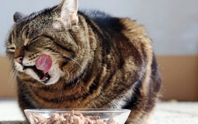 How to Choose the Perfect Pet Food for Your Furry Friend