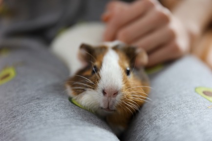 A guinea pig lying on a person's lap