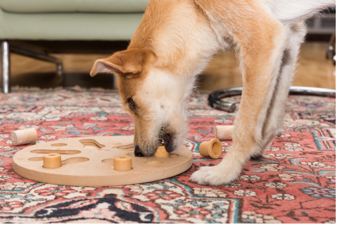 A dog playing with an interactive puzzle, gift ideas for dogs