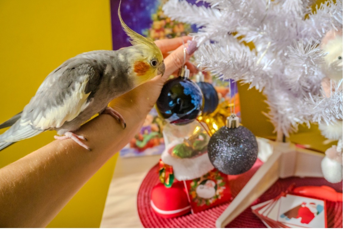 A bird on a hand, Gift ideas for birds