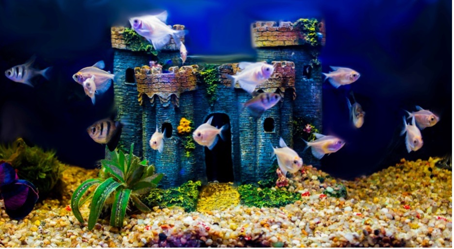 fish swimming in a castle, Gift ideas for fish