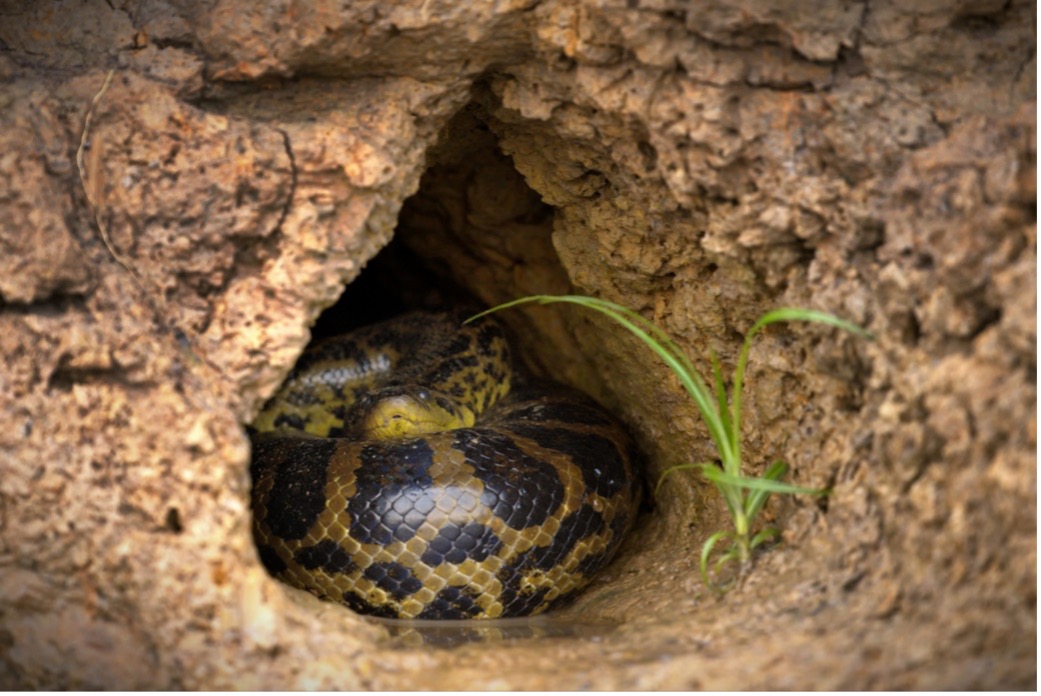 A snake in a hole in a rock, Gift ideas for amphibians