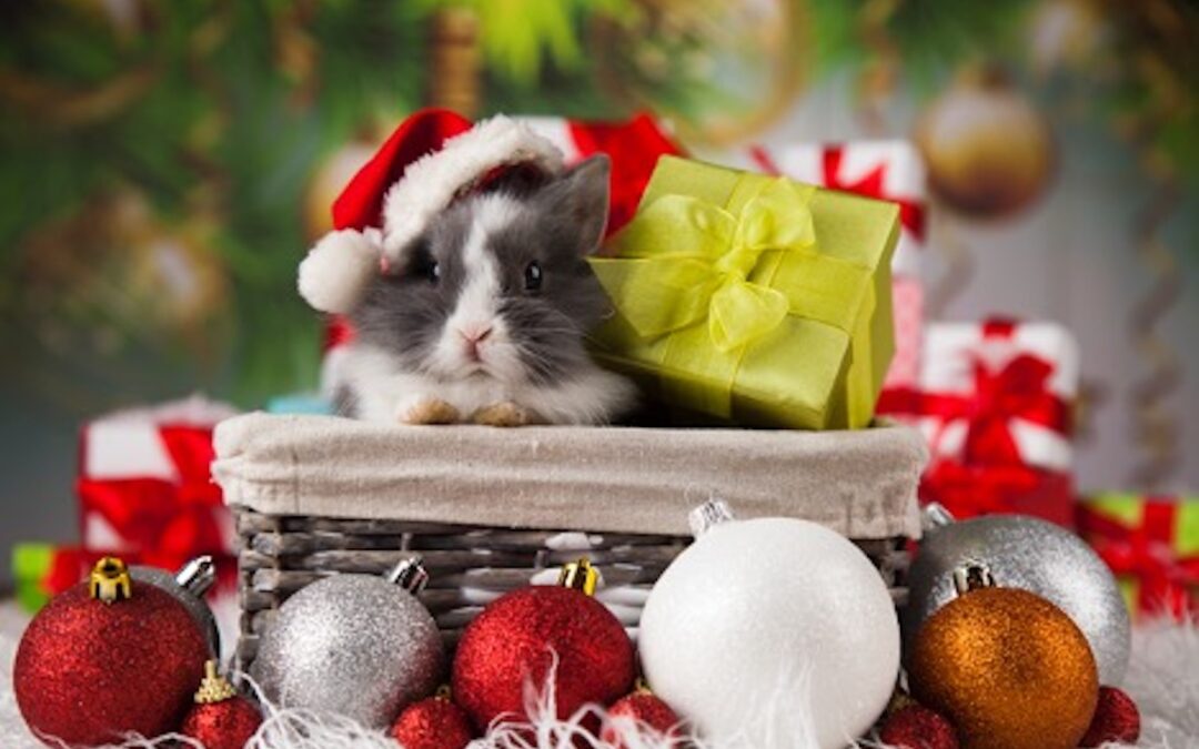 Making a List and Checking it Twice: Perfect Christmas Gift Ideas for Pets