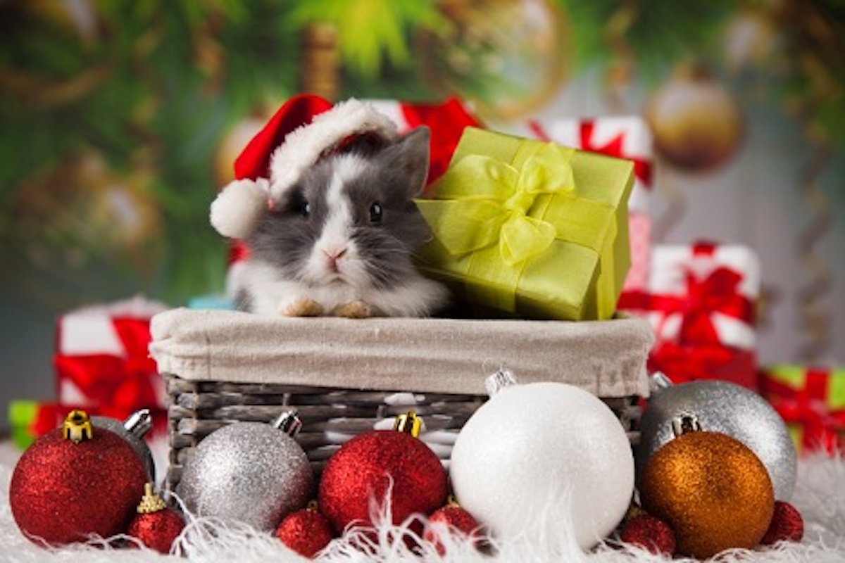 A small animal in a basket with a gift, Perfect Christmas Gift Ideas for Pets