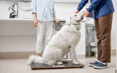 Paws for Thought: Tackling the Growing Epidemic of Pet Obesity