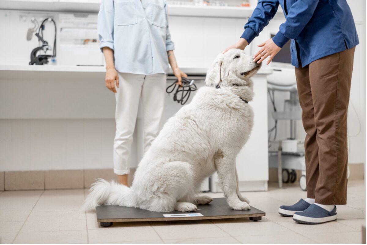 A dog being weighed by a vet, Tackling the Growing Epidemic of Pet Obesity