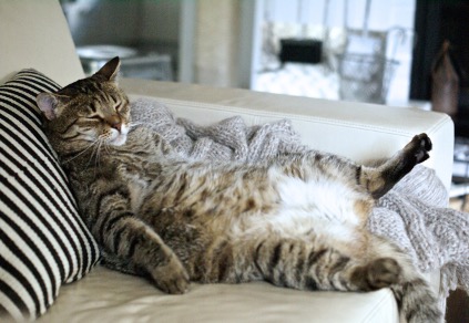 A fat cat lying on a couch, Lack of Exercise