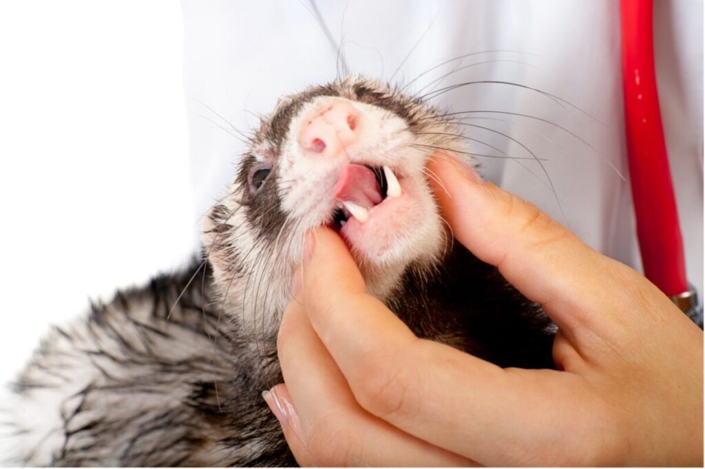 A veterinarian examining a ferret's teeth, Exotic Pet Dental Care