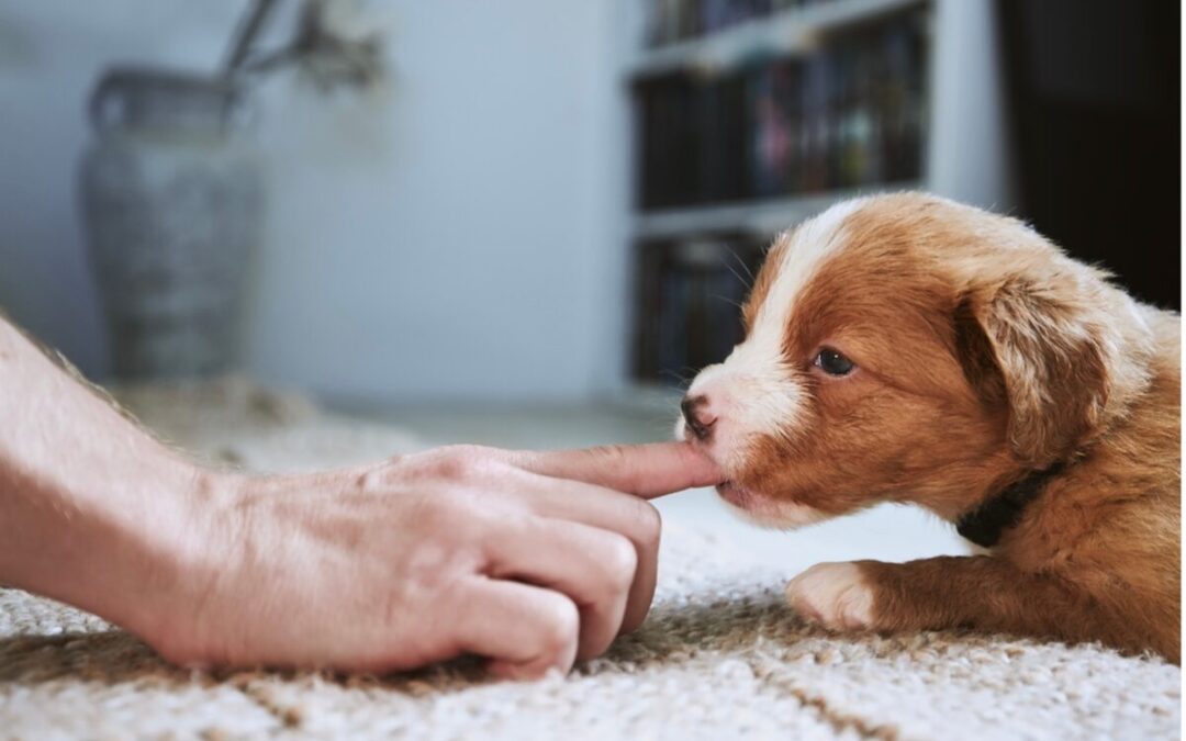 Parvo Awareness:  Recognizing the Signs of Parvo in Puppies