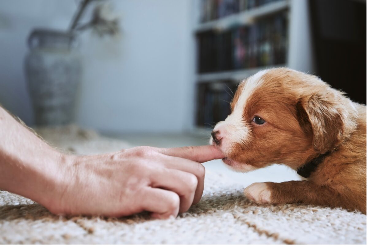 A person's finger in a puppy's mouth, Parvo Awareness: Recognizing the Signs of Parvo in Puppies