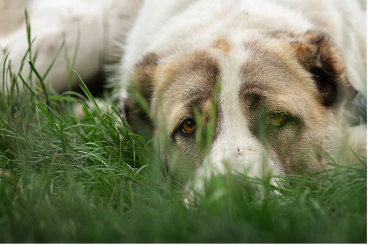 A dog lying in the grass, The Silent Killer: Understanding Heartworm Disease in Pets