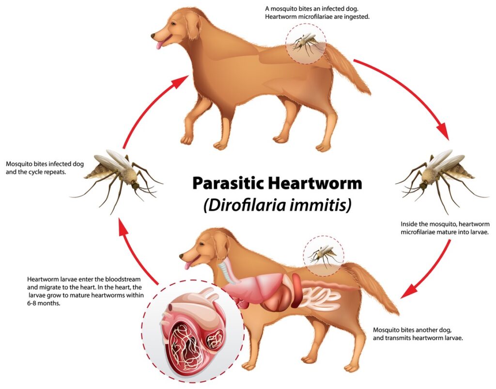 A diagram of the heartworm cycle a dog, what is heartworm disease