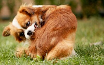 Defending Your Pets: Mastering Flea and Tick Prevention