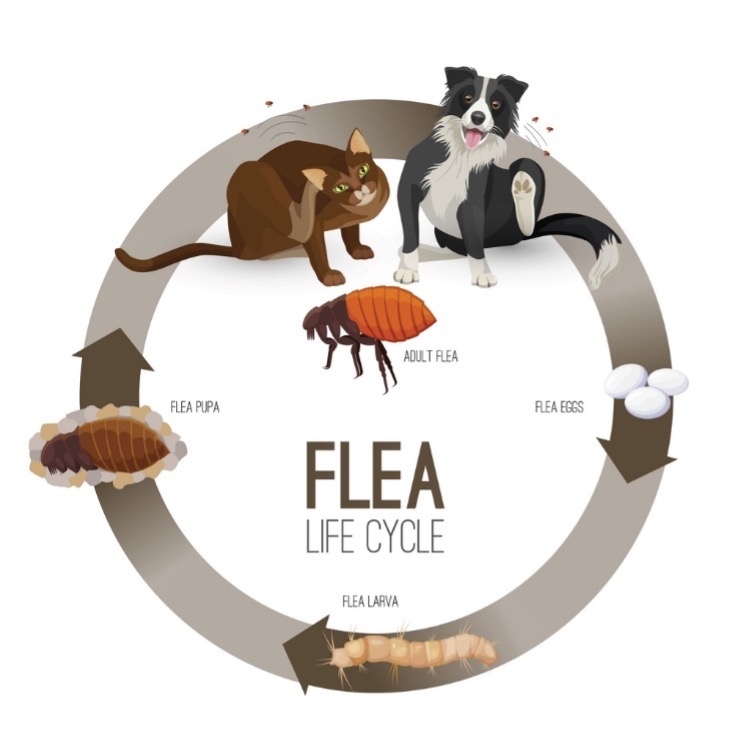 diagram of the life cycle of a flea