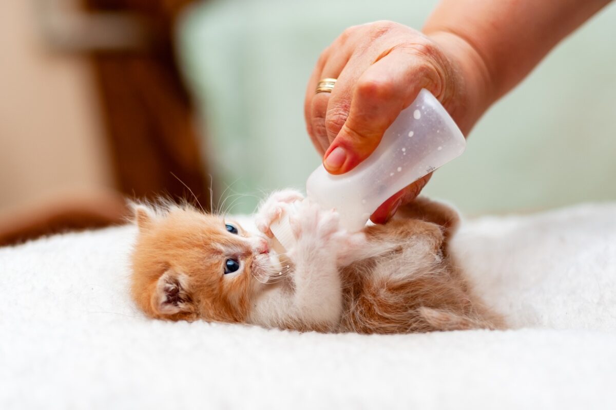 Feeding kitten with tiny milk bottle, tiny cat drinking milk from a bottle. Adopt a Cat Month: Give a Cat Their Furrever Home