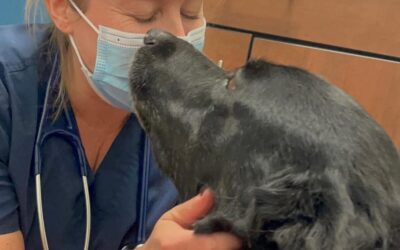 Acupuncture for Pets: Enhancing Health and Well-Being at Cinema Vet in Santa Clarita